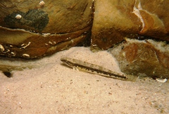 Pseudaphritis urvillii