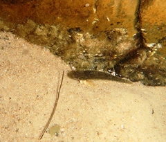 Pseudaphritis urvillii