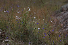 Lithotoma axillaris
