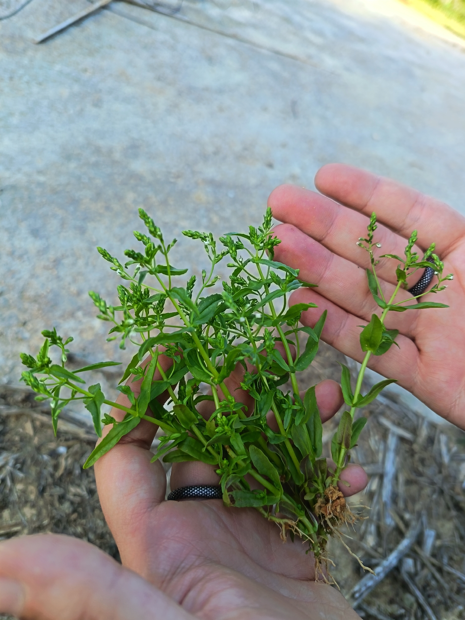 Brooklime