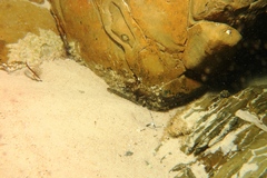 Pseudaphritis urvillii