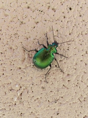 Calosoma schayeri