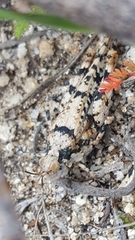 Cibolacris parviceps