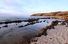 Pseudaphritis urvillii