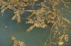 Eurasian Water-Milfoil - Photo (c) Сергей, some rights reserved (CC BY-NC), uploaded by Сергей