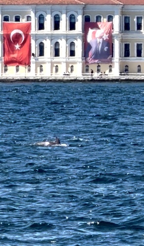 Tursiops truncatus