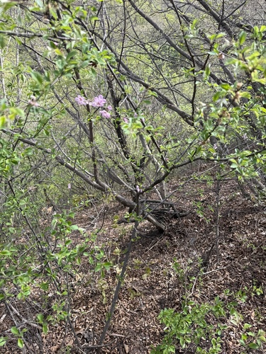 Prunus triloba
