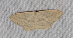 Scopula perlata