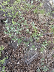 Deutzia grandiflora, photograph Jane Charlen, CC BY, iNaturalist via GBIF