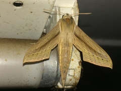 Hippotion balsaminae