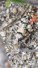 Cibolacris parviceps