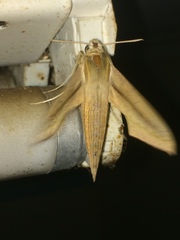 Hippotion balsaminae