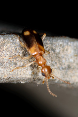 Stricticomus tobias