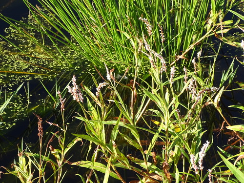 Persicaria madagascariensis, photograph 1