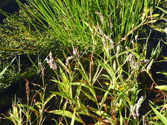 Persicaria madagascariensis, photograph (c) Shaun Swanepoel, some rights reserved (CC BY)