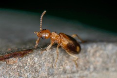 Stricticomus tobias