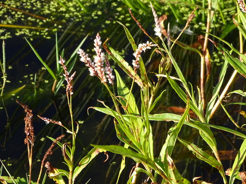 Persicaria madagascariensis