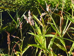 Persicaria madagascariensis