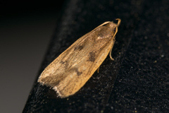 Glyphidocera