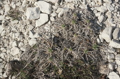 Ptilostemon echinocephalus