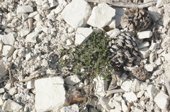 Helianthemum oelandicum orientale