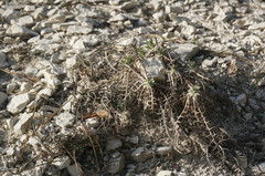 Ptilostemon echinocephalus