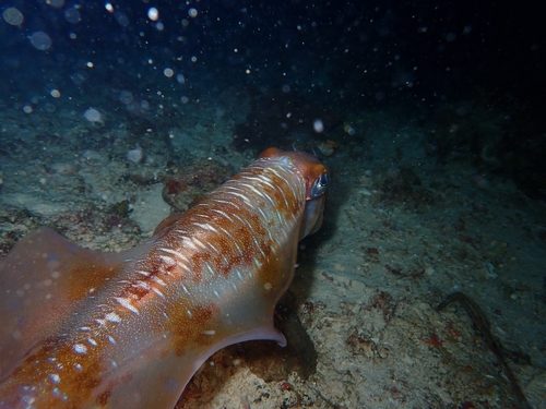 Sepioteuthis lessoniana