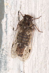 Melanoliarus aridus