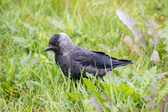 Corvus monedula