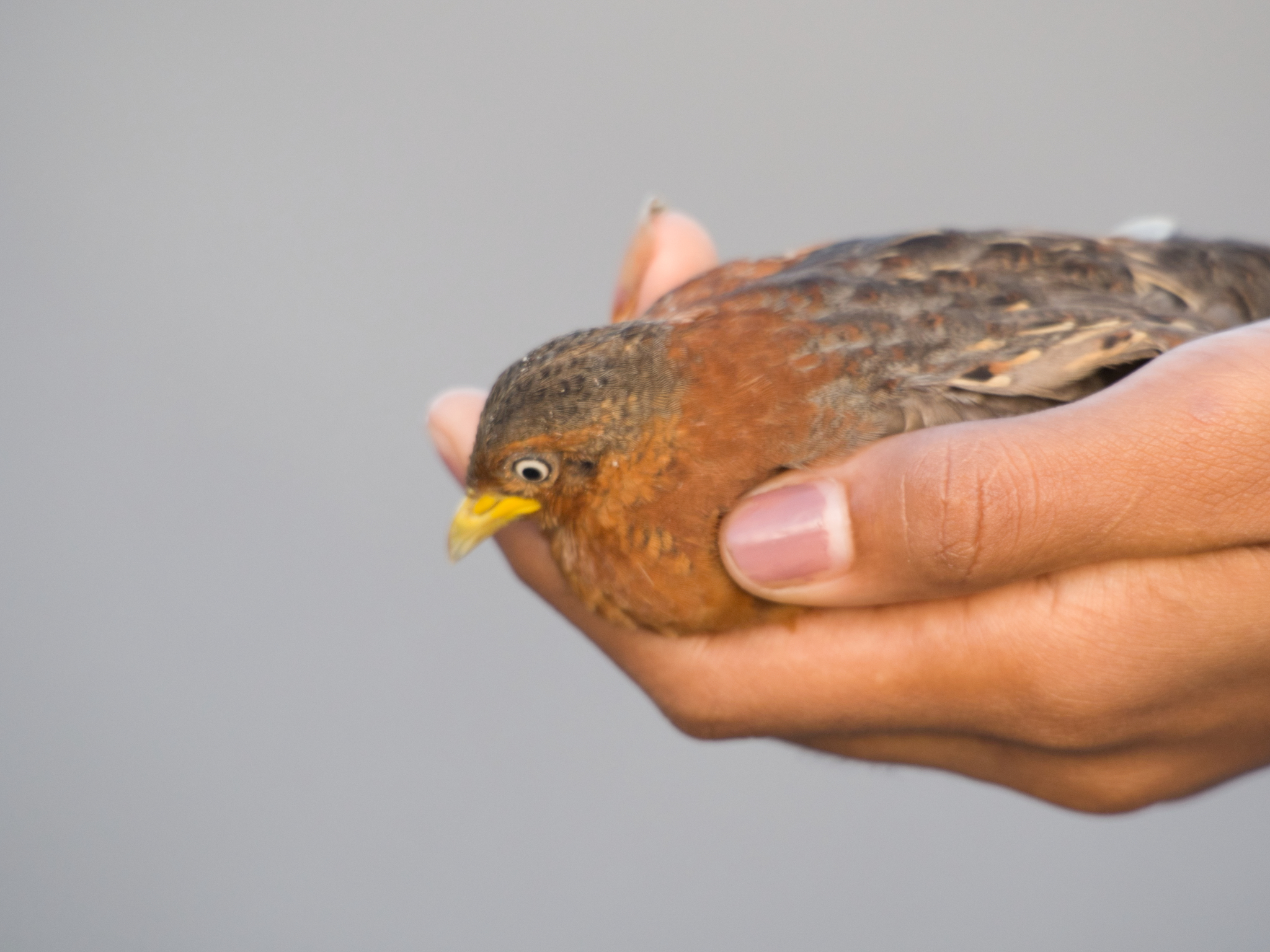 Red-backed Buttonquail
