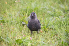 Corvus monedula