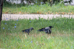 Corvus monedula