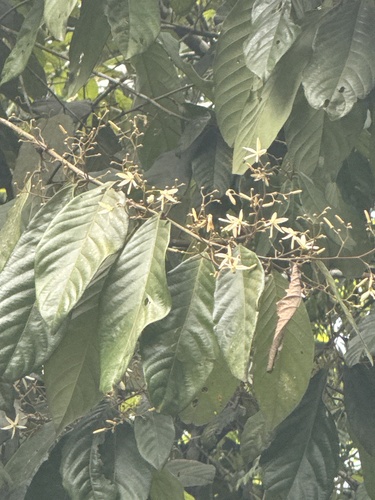 Chukrasia tabularis observed 2026-04-28