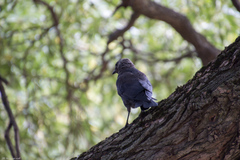 Corvus monedula