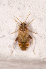 Hamatophylus guttulosus