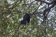 Corvus monedula