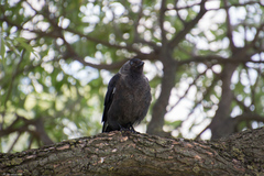 Corvus monedula