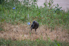 Corvus monedula