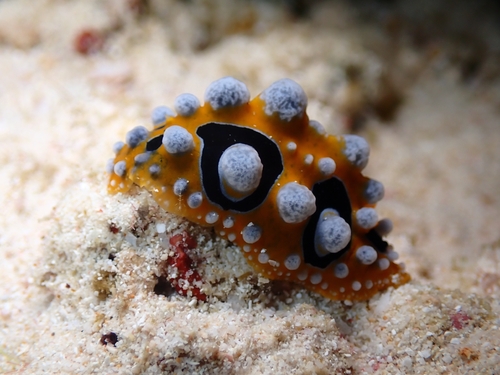 Phyllidia ocellata