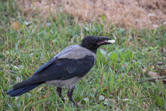 Corvus cornix