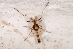 Coelotanypus tricolor