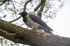 Corvus cornix