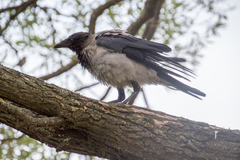Corvus cornix