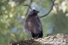 Corvus monedula