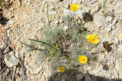 Eschscholzia ramosa