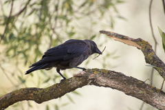 Corvus monedula