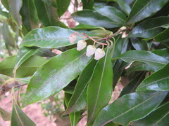 Pieris japonica