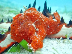 Frogfish