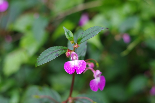 Impatiens baronii image