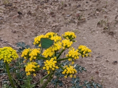 Callophrys